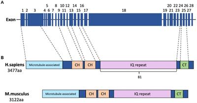 The neurological and non-neurological roles of the primary microcephaly-associated protein ASPM